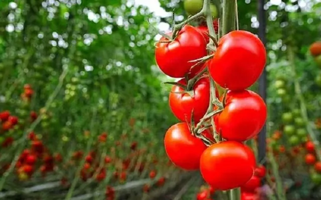 Tomates marocaines UE